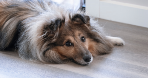 Pet-friendly flooring Edmonton – ReNew Floorcovering installs scratch-resistant, waterproof vinyl & laminate that withstand paws. Free shop-at-home estimates.